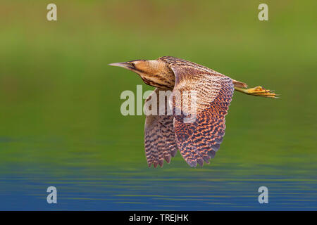 Eurasian Botaurus stellaris, in volo, Italia Foto Stock