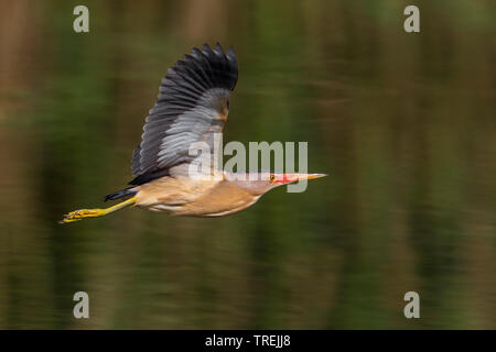 Tarabusino (Ixobrychus minutus), in volo, Italia Foto Stock