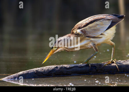 Tarabusino (Ixobrychus minutus), rovistando all'acqua, vista laterale, Italia Foto Stock