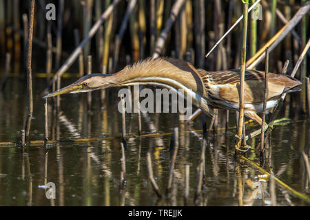Tarabusino (Ixobrychus minutus), alla ricerca di cibo in reed, Italia Foto Stock