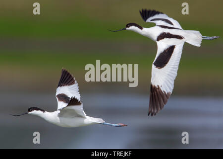 Pied avocet (Recurvirostra avosetta), due uccelli adulti in volo, vista laterale, Italia Foto Stock
