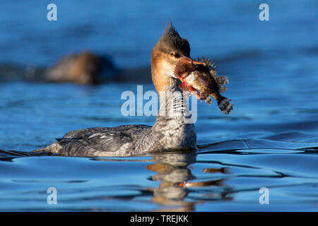 Red-breasted merganser (Mergus serrator), nuoto femminile predati con pesce nel becco, vista laterale, Italia Foto Stock