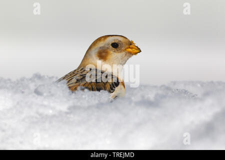 Snow bunting (Plectrophenax nivalis), femmina nella neve, ritratto, Italia Foto Stock