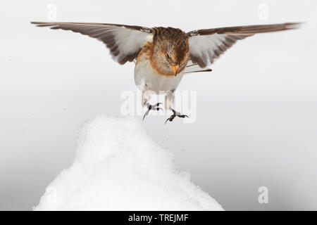 Snow bunting (Plectrophenax nivalis), femmina sbarco nella neve, Italia Foto Stock