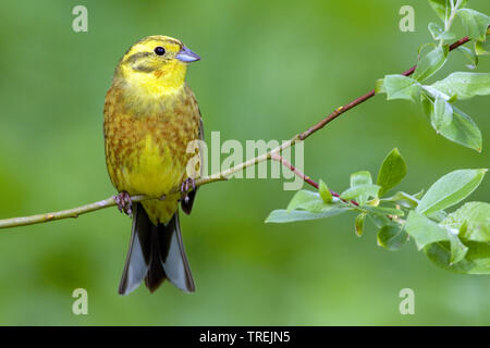 Zigolo giallo (Emberiza citrinella), su un ramo, Finlandia Foto Stock