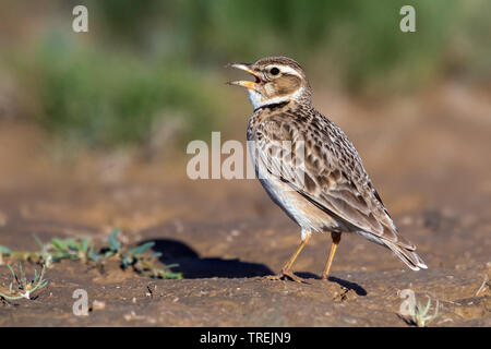 Sud Est bimaculated lark (Melanocorypha bimaculata torquata, Melanocorypha torquata), sul terreno, Kazakistan, Almaty Foto Stock