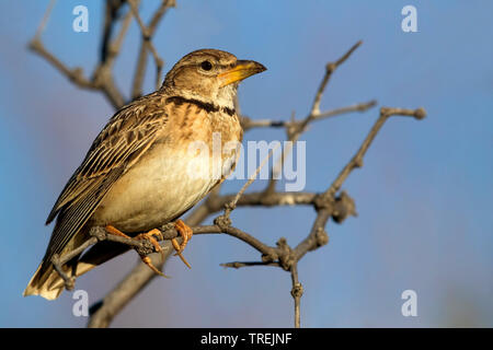 Sud Est bimaculated lark (Melanocorypha bimaculata torquata, Melanocorypha torquata), su un ramo, Kazakistan, Almaty Foto Stock