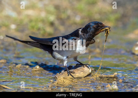 Barn swallow (Hirundo rustica), la raccolta di materiale di nidificazione, vista laterale, Kazakistan, Almaty, Kokpek Foto Stock