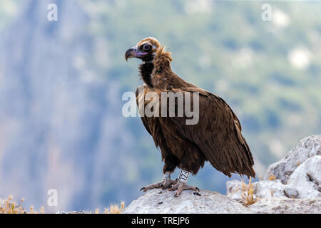 Cinereous vulture (Aegypius monachus), appollaiate su una roccia, vista laterale, Francia Provenza Foto Stock