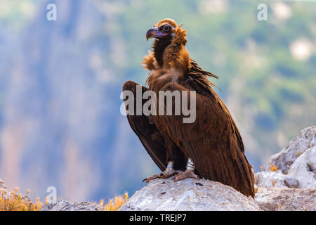 Cinereous vulture (Aegypius monachus), appollaiate su una roccia, vista laterale, Francia Provenza Foto Stock