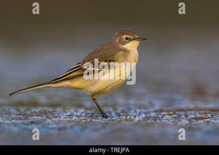 A testa nera Wagtail (Motacilla feldegg, Motacilla flava feldegg), immaturi bird, vista laterale, Italia Foto Stock