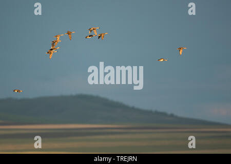 Canapiglia (Anas strepera, Mareca strepera), gregge in volo, Germania Foto Stock