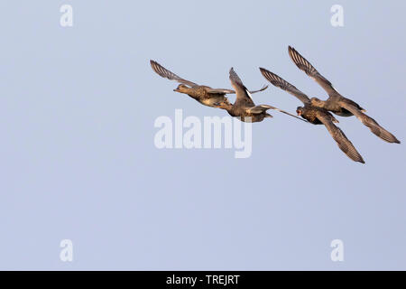 Canapiglia (Anas strepera, Mareca strepera), piccolo gregge in volo, Germania Foto Stock