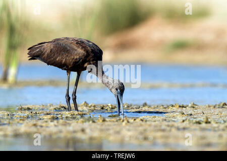 Ibis lucido (Plegadis falcinellus), alla ricerca di cibo in acque poco profonde, Marocco Foto Stock