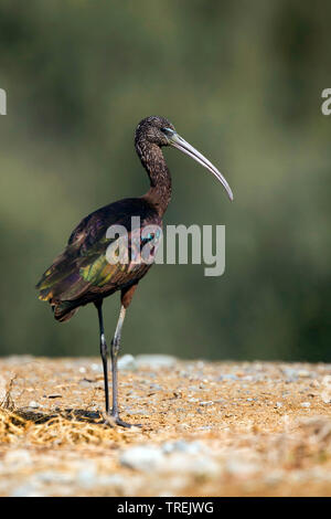 Ibis lucido (Plegadis falcinellus), passeggiate sulla spiaggia, Marocco Foto Stock