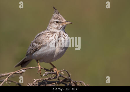 Crested lark (Galerida cristata iwanowi, Galerida iwanowi), appollaiate su un ramoscello, Kazakistan, Almaty Foto Stock