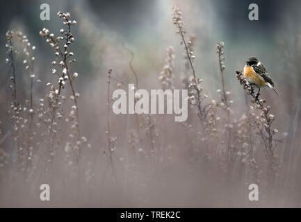 Comune (Stonechat Saxicola rubicola, Saxicola torquata rubicola), maschio si appollaia su un germoglio, vista laterale, Italia Foto Stock