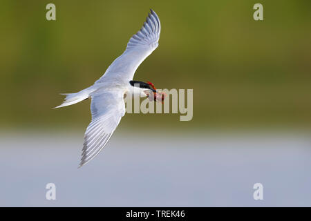 Gull-fatturati tern (Gelochelidon nilotica), volare, Italia Foto Stock