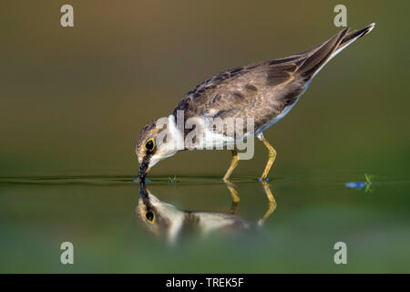 Poco inanellato plover (Charadrius dubius), in piedi in acqua, Italia Foto Stock
