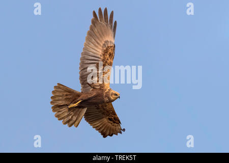 Western Marsh Harrier (Circus aeruginosus), femmina in volo, Italia, Firenze Foto Stock