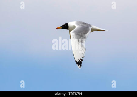 Grande a testa nera gabbiano, Pallas il gabbiano (Larus ichthyaetus, Ichthyaetus ichthyaetus), in volo, Kazakistan Foto Stock