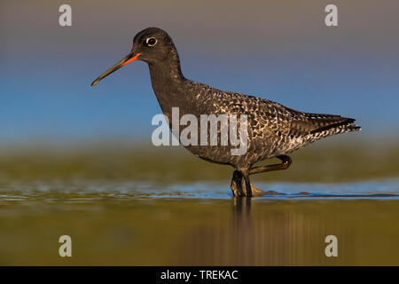 Spotted redshank (Tringa erythropus), camminando attraverso acque poco profonde, Italia Foto Stock