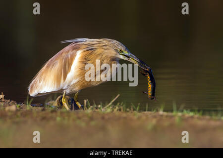 Sgarza ciuffetto (Ardeola ralloides), con la preda, Italia Foto Stock