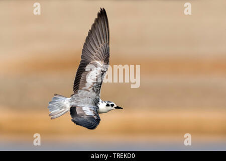 Bianco-winged black tern (Chlidonias leucopterus), in volo, Oman Foto Stock