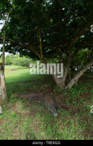 Drago di Komodo (Varanus Komodensis) di appoggio sotto l'albero. Parco Nazionale di Komodo. Flores Indonesia Foto Stock