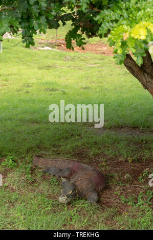 Drago di Komodo (Varanus Komodensis) di appoggio sotto l'albero. Parco Nazionale di Komodo. Flores Indonesia Foto Stock