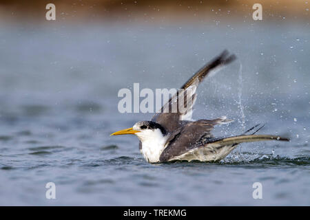 Maggiore crested tern (Thalasseus bergii velox, Sterna bergii velox), nuota maggiore crested tern sbattimenti ali, vista laterale, Oman Foto Stock