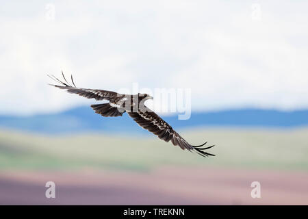 Maggiore spotted eagle (Aquila clanga), volare in piumaggio immaturi, Russia, Baikal Foto Stock