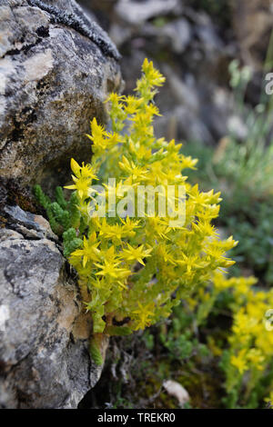 Stonecrop comune, mordere stonecrop, mossy stonecrop, parete di pepe, oro-moss (Sedum acre), fioritura, Germania Foto Stock