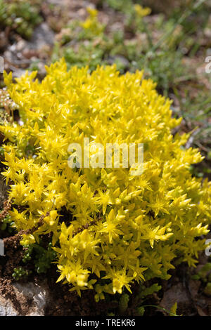 Stonecrop comune, mordere stonecrop, mossy stonecrop, parete di pepe, oro-moss (Sedum acre), fioritura, Germania Foto Stock