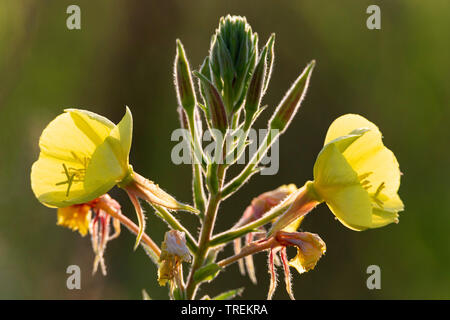 Serata Large-Flowered, Red-Sepaled Evening-Primrose, Large-Leaved olio di Evening Primerose (oenothera glazioviana, Oenothera erythrosepala), fiori con boccioli, Germania Foto Stock