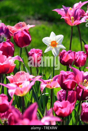 Il fagiano-eye daffodil, fagiano's-eye narciso, poeta narciso (Narcissus poeticus), tra i tulipani Foto Stock