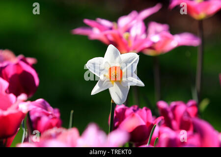 Il fagiano-eye daffodil, fagiano's-eye narciso, poeta narciso (Narcissus poeticus), tra i tulipani, Germania Foto Stock