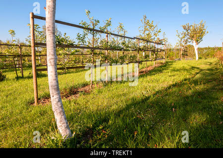 Apple tree (malus domestica), frutta a spalliera, Germania Foto Stock