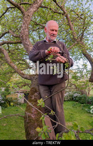 Apple tree (malus domestica), maschio il taglio di alberi da frutto, Germania Foto Stock