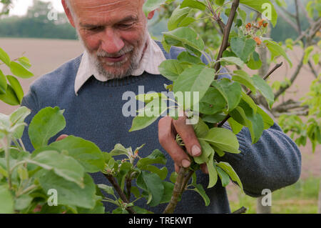 Apple tree (malus domestica), mal controllo alberi da frutto in vivaio, Germania Foto Stock