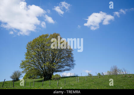 Plateau du Retord, Bugey, ain, Francia Foto Stock