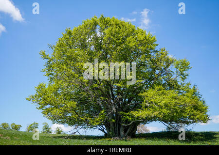 Plateau du Retord, Bugey, ain, Francia Foto Stock