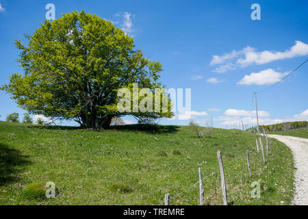 Plateau du Retord, Bugey, ain, Francia Foto Stock