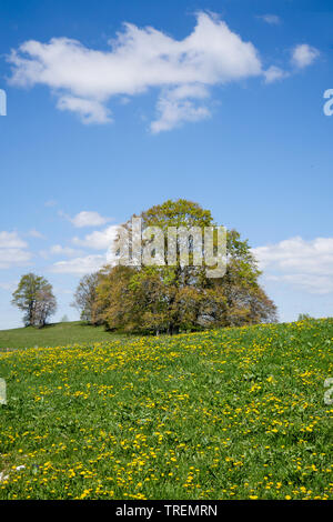 Plateau du Retord, Bugey, ain, Francia Foto Stock