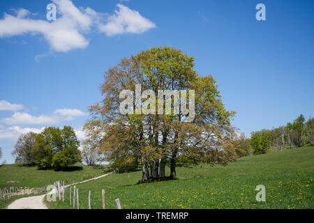 Plateau du Retord, Bugey, ain, Francia Foto Stock