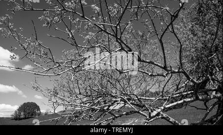 Plateau du Retord, Bugey, ain, Francia Foto Stock