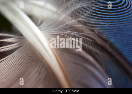 Grigio e blu parrot piume Foto Stock