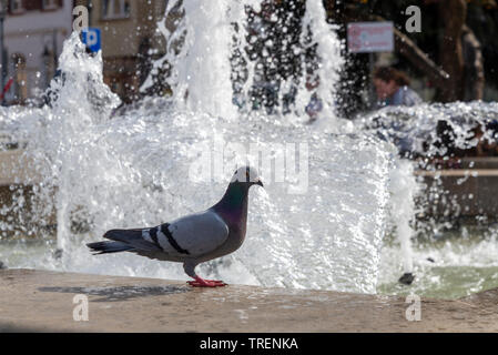 Piccione selvatico sulla fontana a Krosno piazza del mercato vecchio Foto Stock