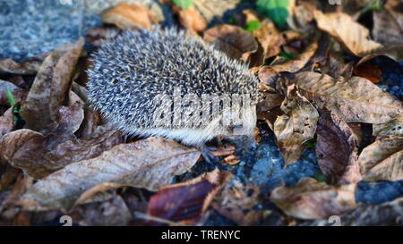 Carino piccolo porcospino alla ricerca di cibo in foglie di autunno Foto Stock