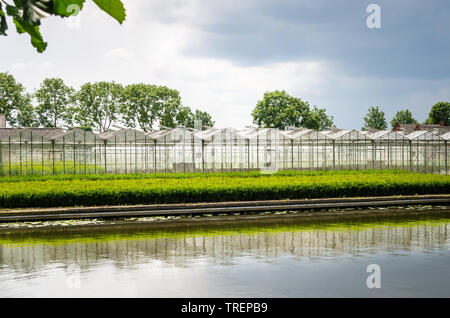 Serre per la coltivazione dei fiori nella campagna dei Paesi Bassi in primavera Foto Stock